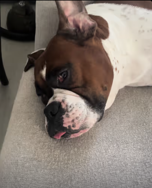 Can you guess what breed is it ?